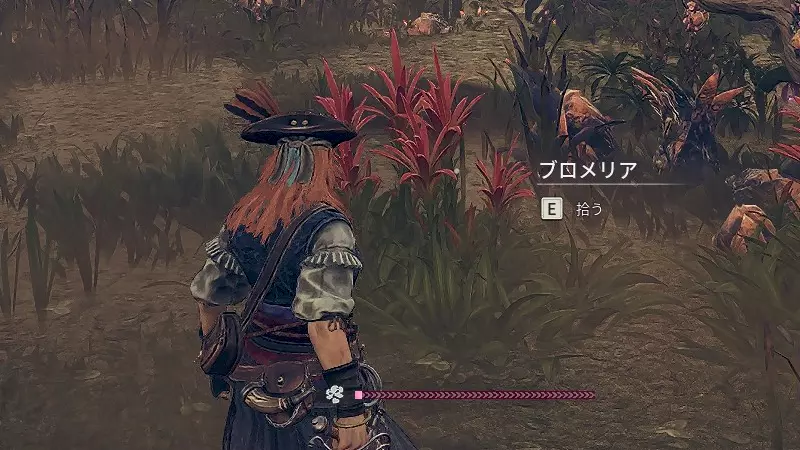 ブロメリア
