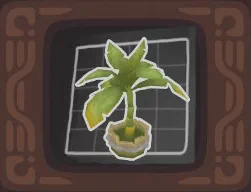 Decorative-Pirate-Plant